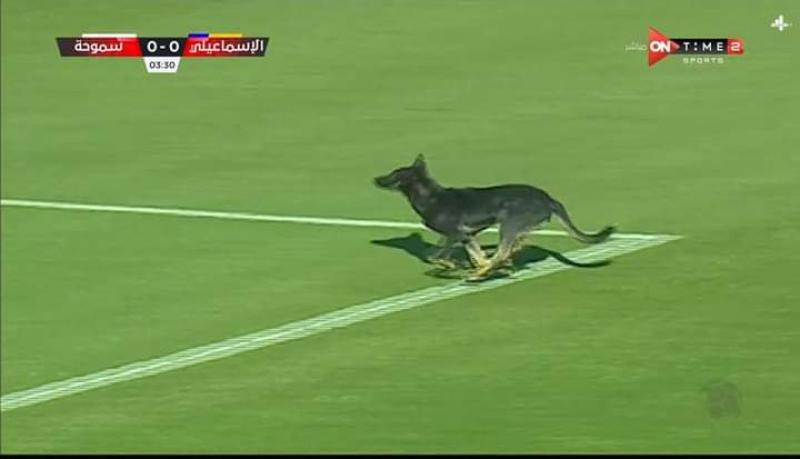 شاهد بالفيديو| كلب يتسبب في إيقاف مباراة الإسماعيلي وسموحة بالدوري