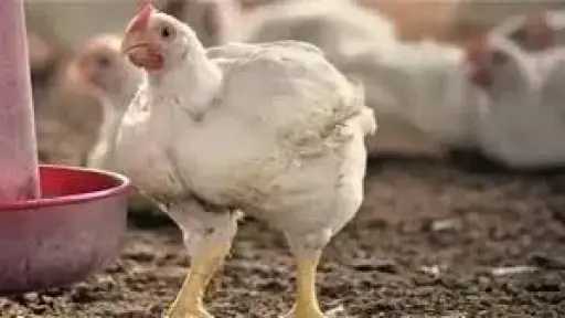 أي خدمة