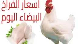 أسعار الفراخ البيضاء والساسو اليوم...