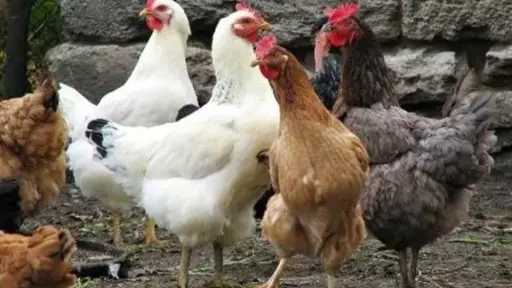 أي خدمة